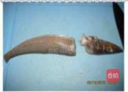 酥炸梭子鱼的做法图解2