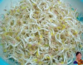 泡发绿豆芽