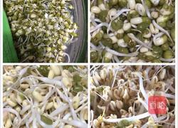 绿豆芽的做法图解5