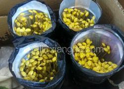 自制黄豆芽（饮料瓶）