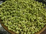 发黄豆青豆芽