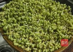 发黄豆青豆芽的做法图解5