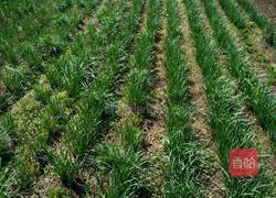 煎韭菜串（烧烤风味）的做法图解1