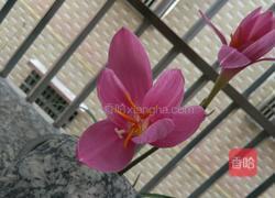 西兰花炒虾仁的做法图解3