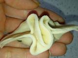 福包三鲜儿童水饺