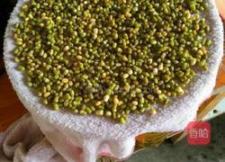 自己种的绿豆牙菜的做法图解2