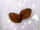 制作蛋糕装饰～巧克力叶子的做法[图]
