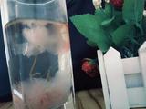 樱花茶