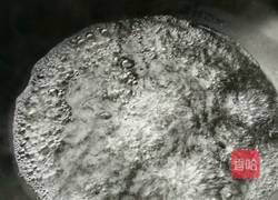 米粉马齿苋的做法图解3