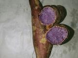 烤箱版烤红薯