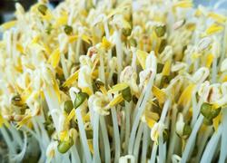 是不是可以自己在家发绿豆芽儿 坐等绿豆发芽