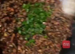 油渣外婆菜的做法图解6