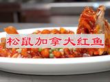松鼠加拿大红鱼