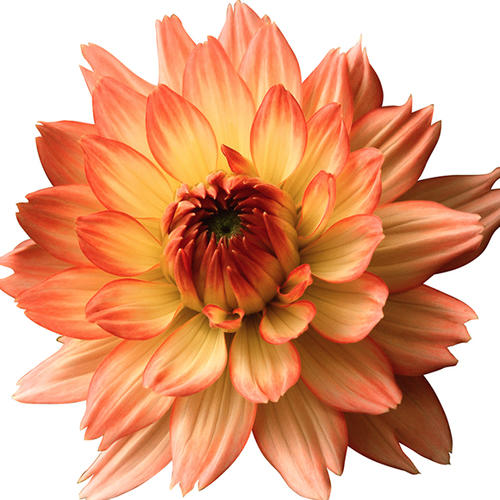 菊花[图]